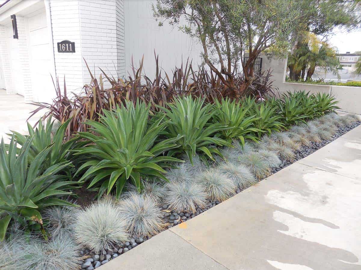 Low-water front yard landscape with Agave, Phormium, and Blue Fescue in Orange County, California