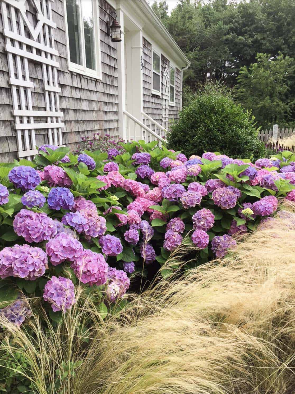Pink and purple hydrangeas with Mexican feather grass beside a cedar shingle cottage in Westport, Rhode Island