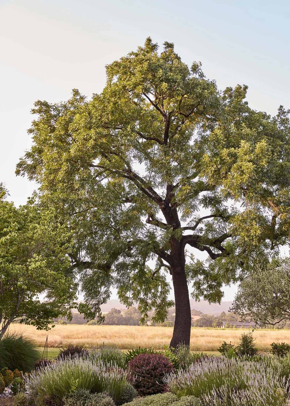 Century-old oak tree with lavender garden and vineyard views in Healdsburg