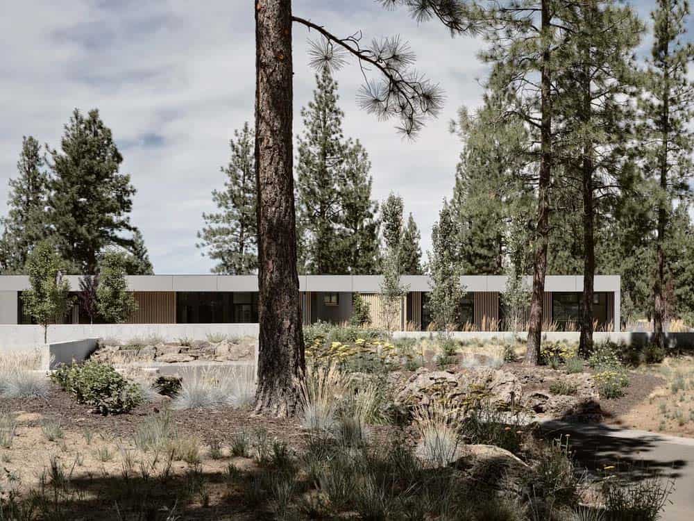 Modern single-story home partially hidden behind tall ponderosa pines and desert scrub landscaping
