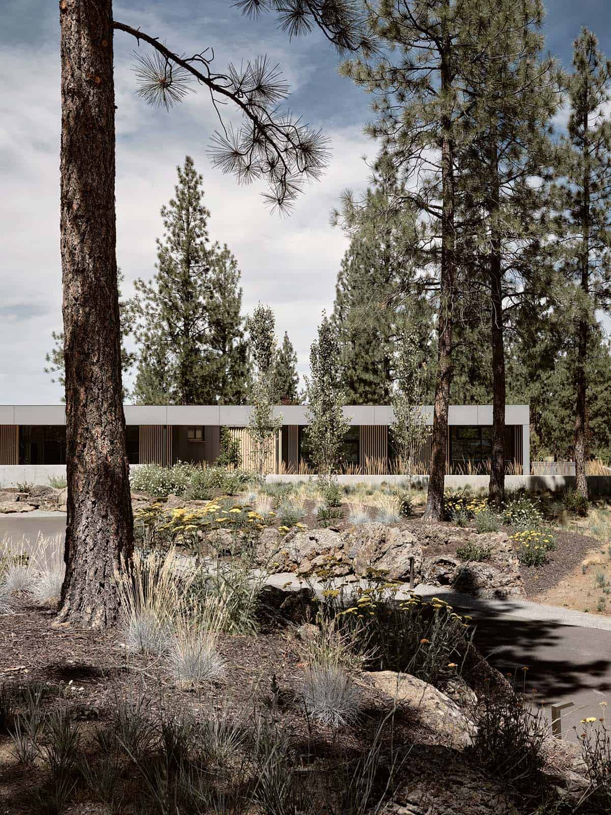 Front facade of low horizontal modern home seen through ponderosa pines with native desert wildflowers