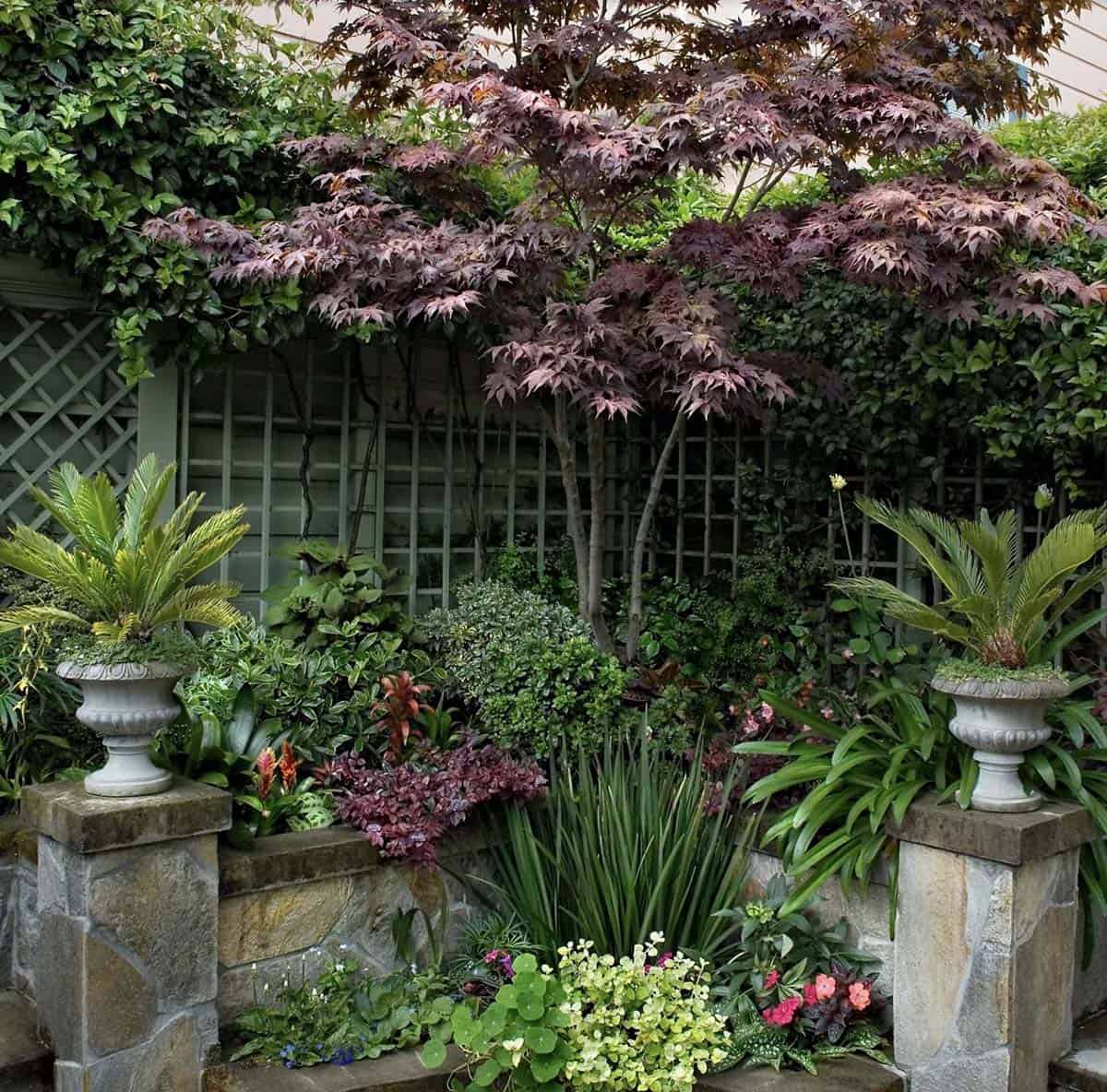 Japanese Maple and lush mixed plantings layered in front of a green painted lattice fence with stone pillars topped with Sago Palm urns