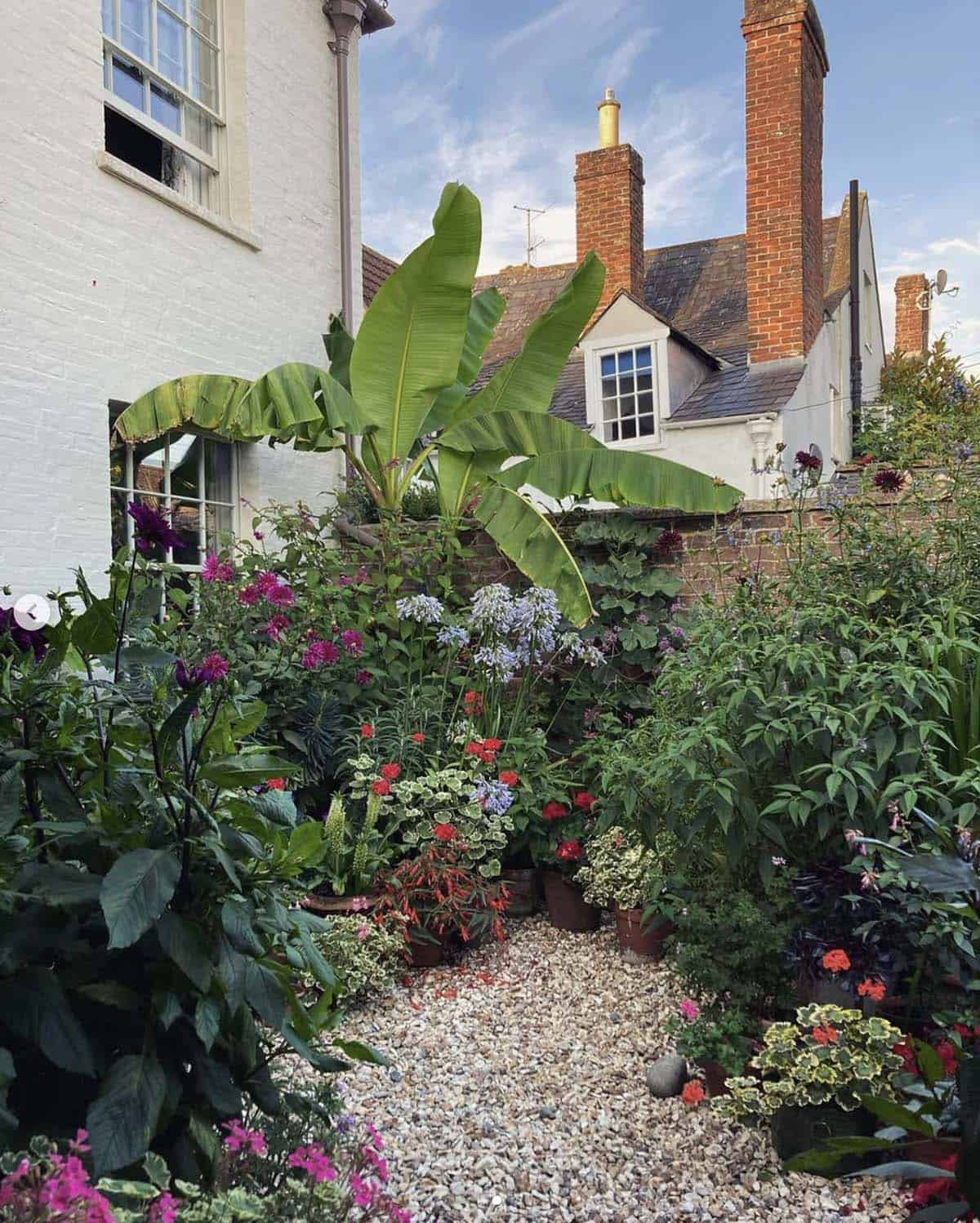 Dense mixed border with agapanthus, dahlias, and a large banana plant in a small walled English town garden with gravel ground cover