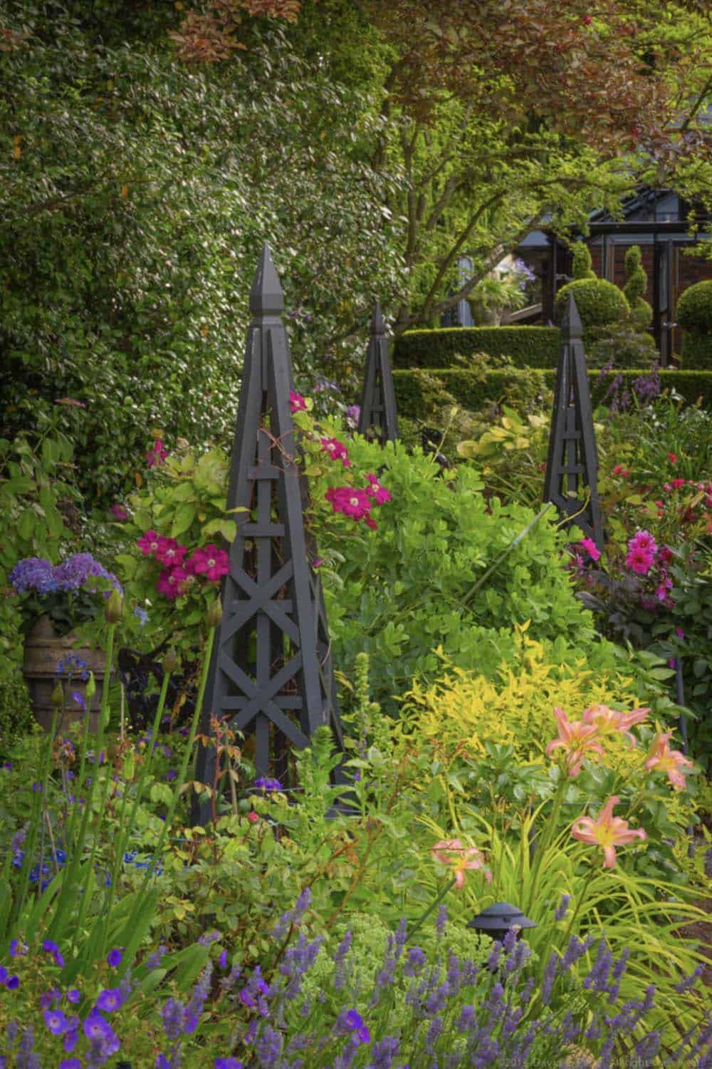 Dark wooden garden obelisks with climbing roses among lavender, daylilies, and hydrangea in a densely planted English backyard