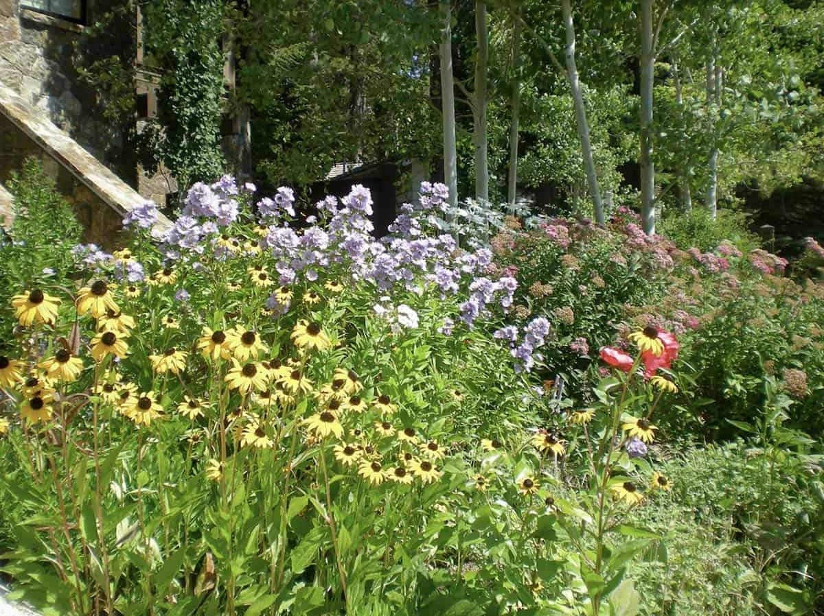 Black-eyed Susans, asters, sedum, and poppies in a densely layered cottage garden border alongside a stone house