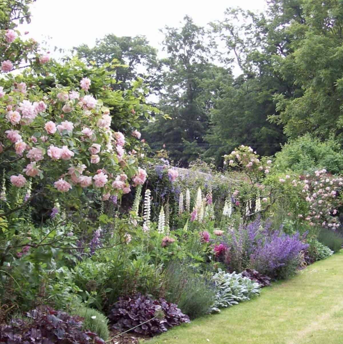 Pink climbing roses, white foxgloves, catmint, and lupins along a classic English garden border with lawn edge