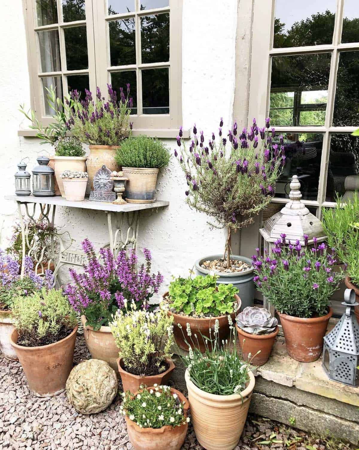 Terracotta pots with lavender, salvia, thyme, and succulents grouped on gravel beside a whitewashed Suffolk cottage wall