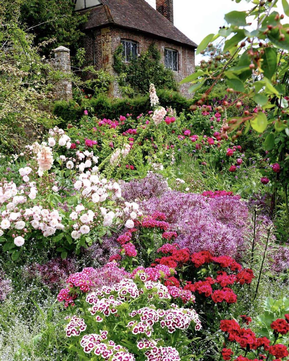 Roses, foxgloves, alliums, sweet William, and gypsophila in a densely planted English cottage garden border with brick house