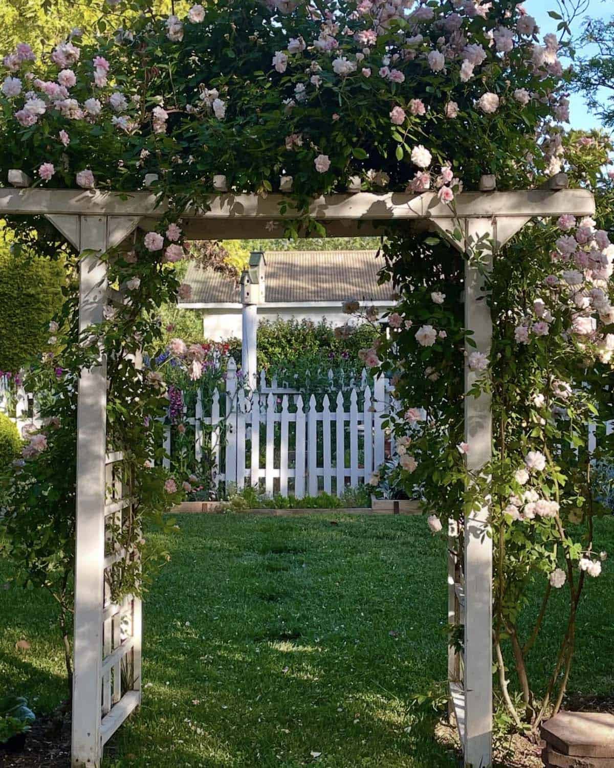 White timber rose arbor with pink climbing roses framing a picket fence gate and sweet peas in a California backyard garden