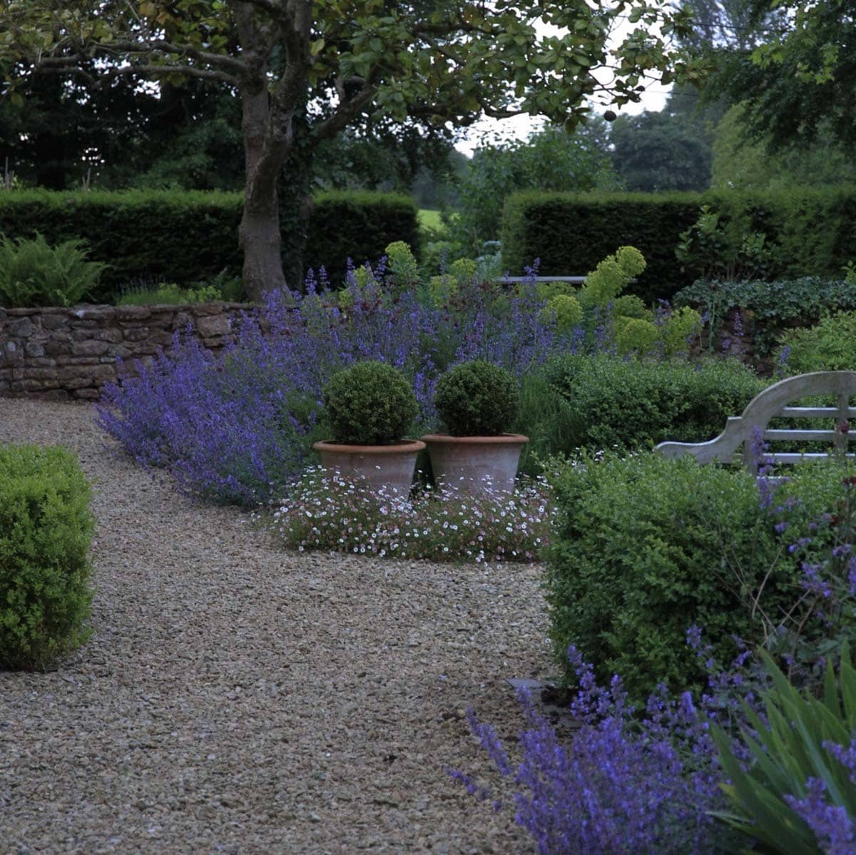 Gravel garden with catmint, clipped boxwood, terracotta pots, and yew hedges in a formal English country garden