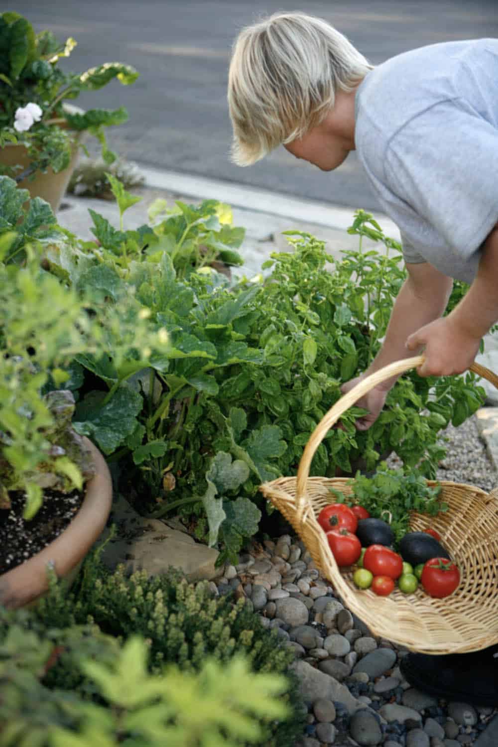 Wicker harvest basket filled with fresh tomatoes and eggplant from a front yard vegetable garden