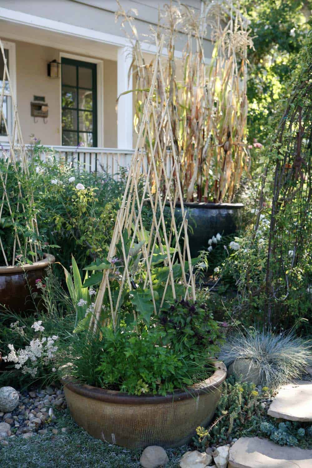 Bamboo teepee trellis with climbing vegetables and herbs growing in large ceramic pot in front yard garden