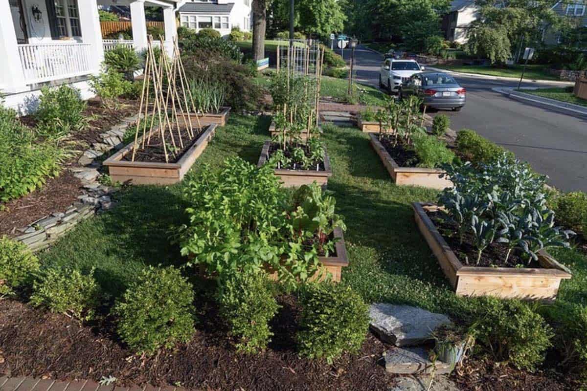 Cedar raised beds with bamboo teepee trellises and vegetable plantings in a sloped front yard garden in Washington DC
