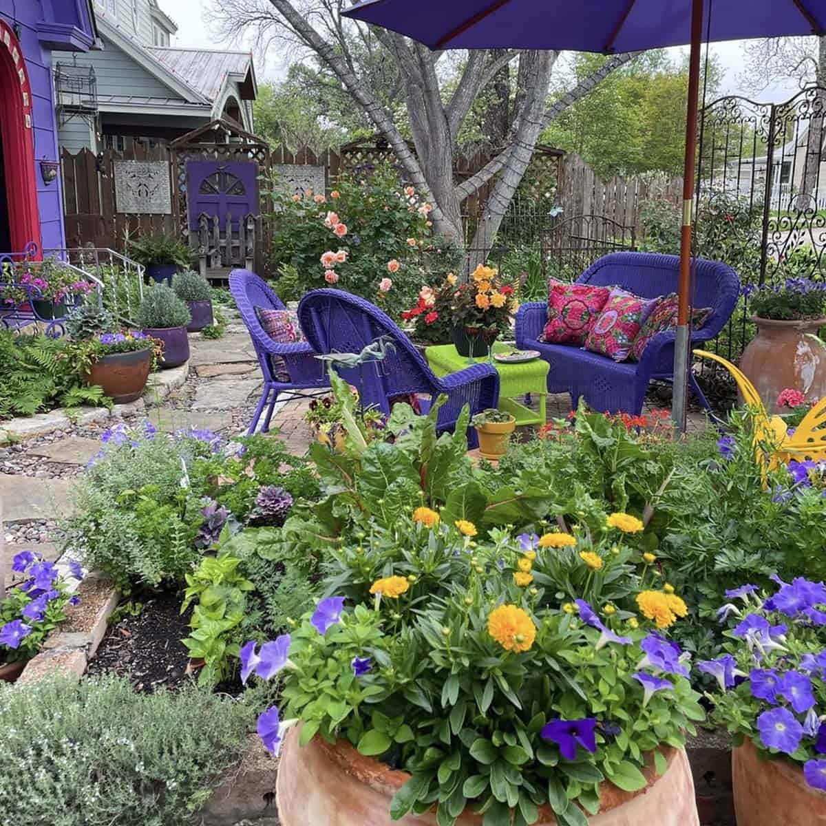 Colorful eclectic front yard garden with purple wicker furniture marigolds petunias roses kale and mixed edible plantings in terracotta pots