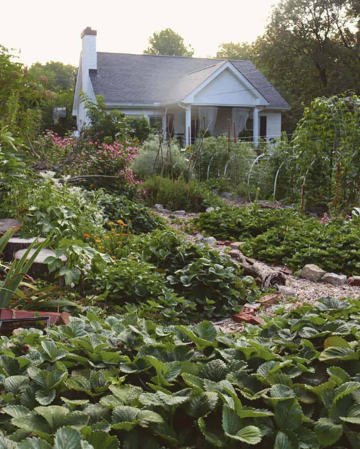 Front yard food forest with strawberries calendula cosmos tomatoes and brick pathways in front of a white cottage home