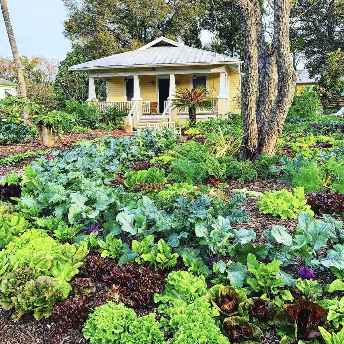 Abundant edible garden with kale lettuce kohlrabi and chard growing in front of a yellow cottage home with a metal roof