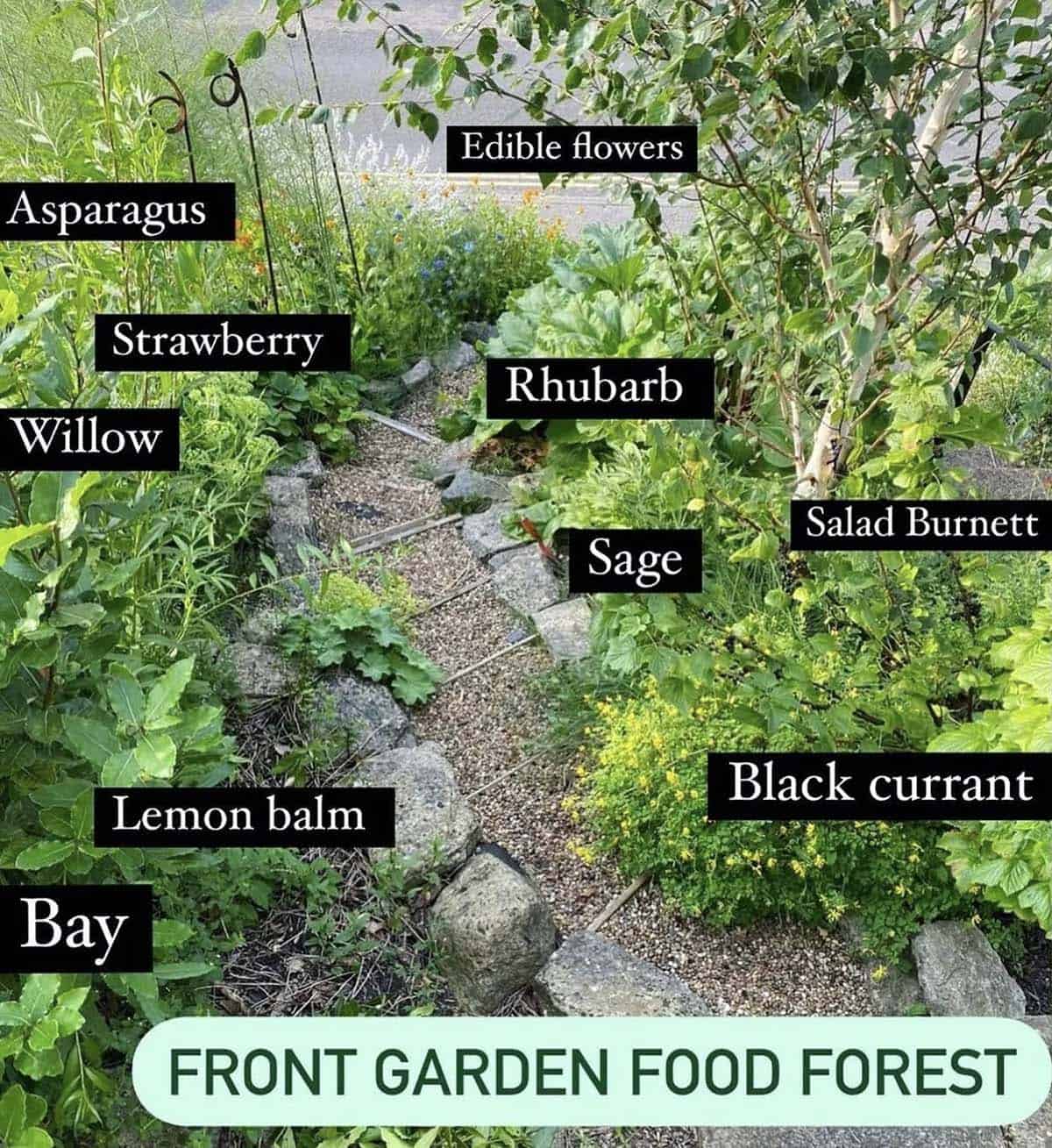 Front garden food forest with labeled plants including asparagus strawberry rhubarb sage black currant lemon balm and bay along a gravel path edged with stone