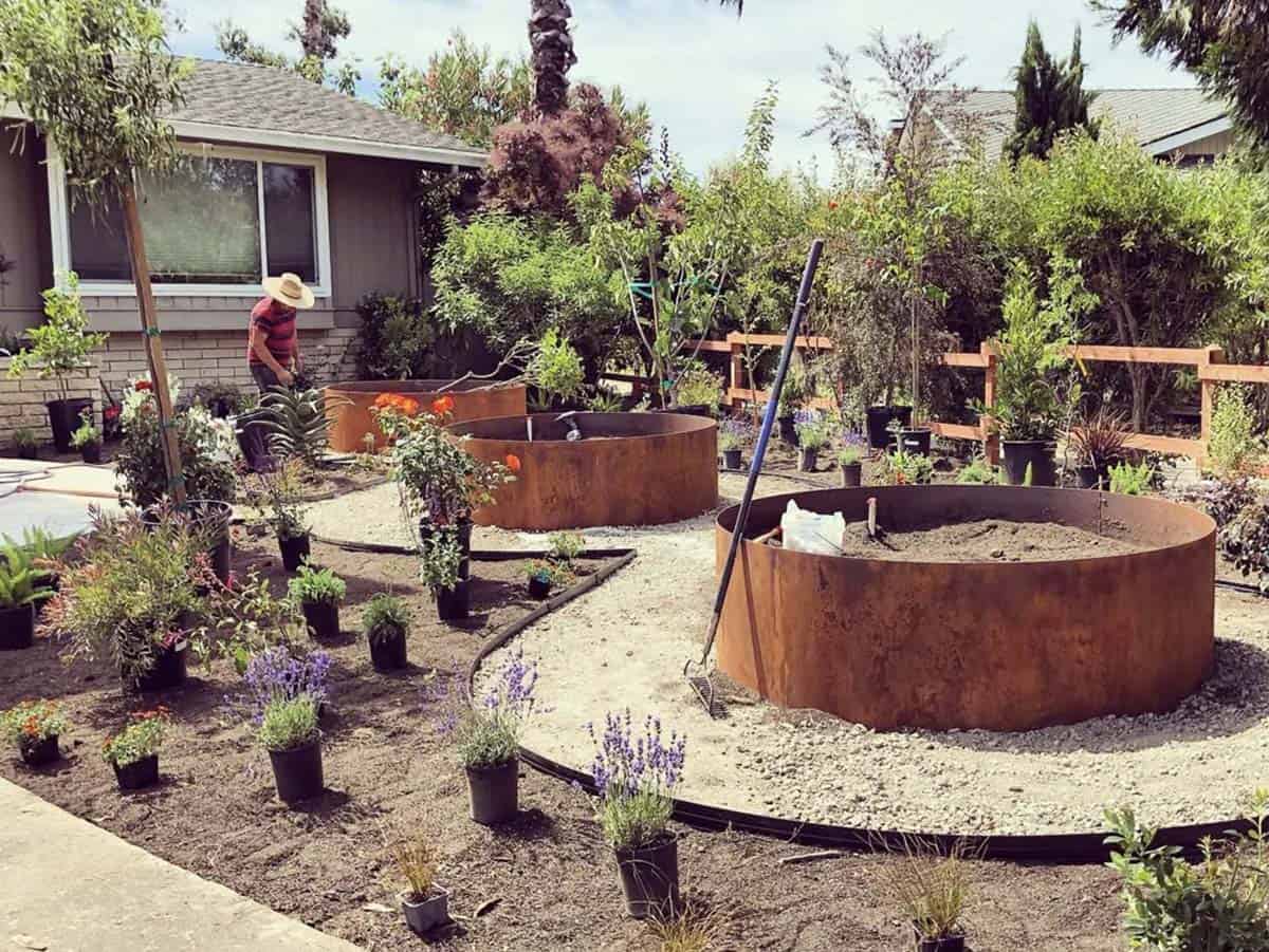 Circular corten steel raised beds installed in a front yard edible landscape with gravel pathways and lavender plantings