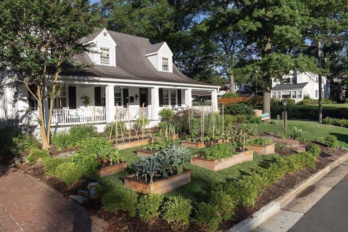 Multiple cedar raised beds terraced into a sloped front yard with bamboo trellises kale and vegetables in Washington DC