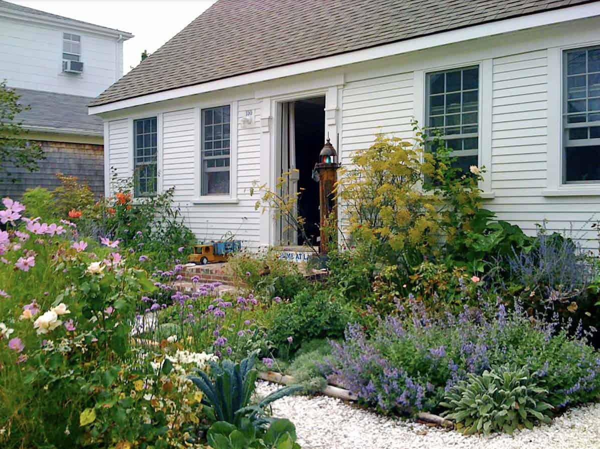 Cottage style front yard garden with kale lavender cosmos roses and mixed edible plantings in front of a white clapboard home