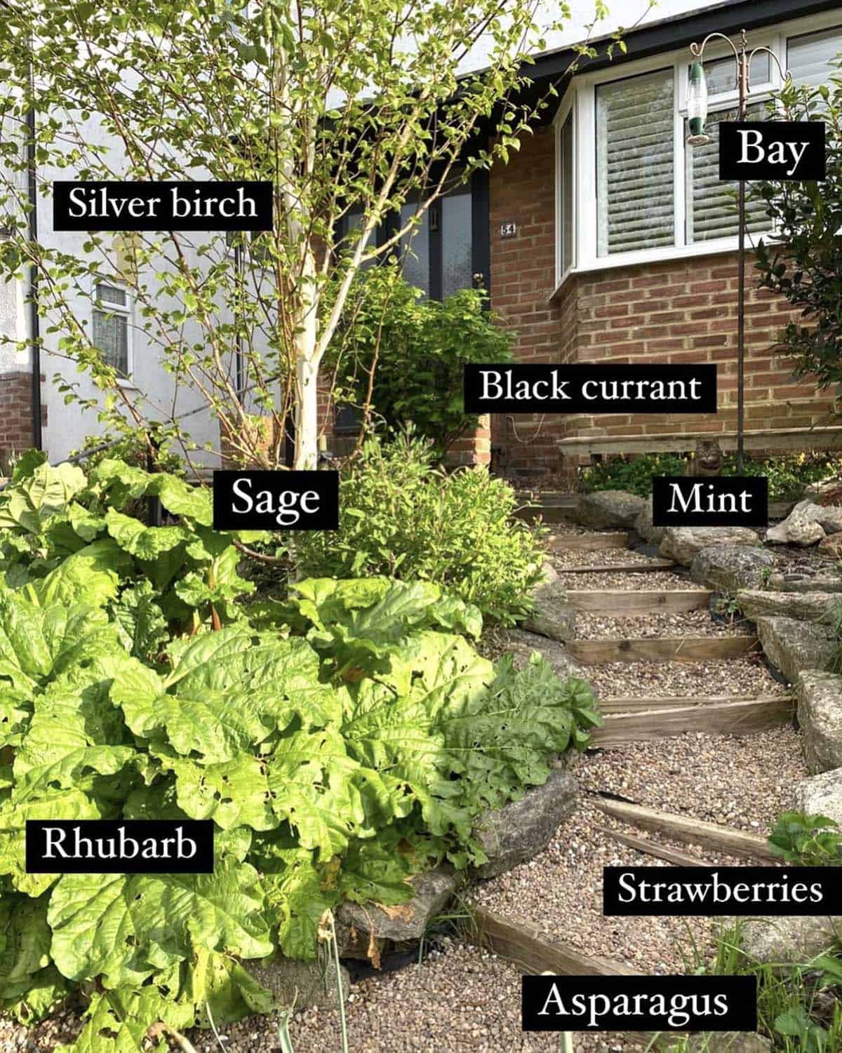 Front garden food forest with labeled rhubarb sage black currant mint strawberries asparagus and bay along gravel and wood steps at a brick home