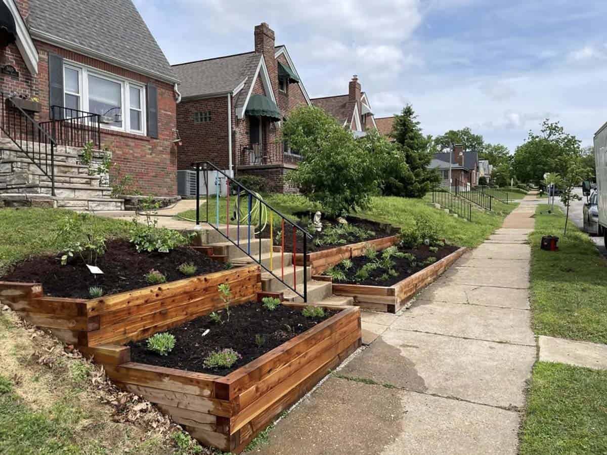 Tiered cedar raised beds on a sloped front yard in St Louis filled with fresh soil and young edible plantings alongside concrete steps