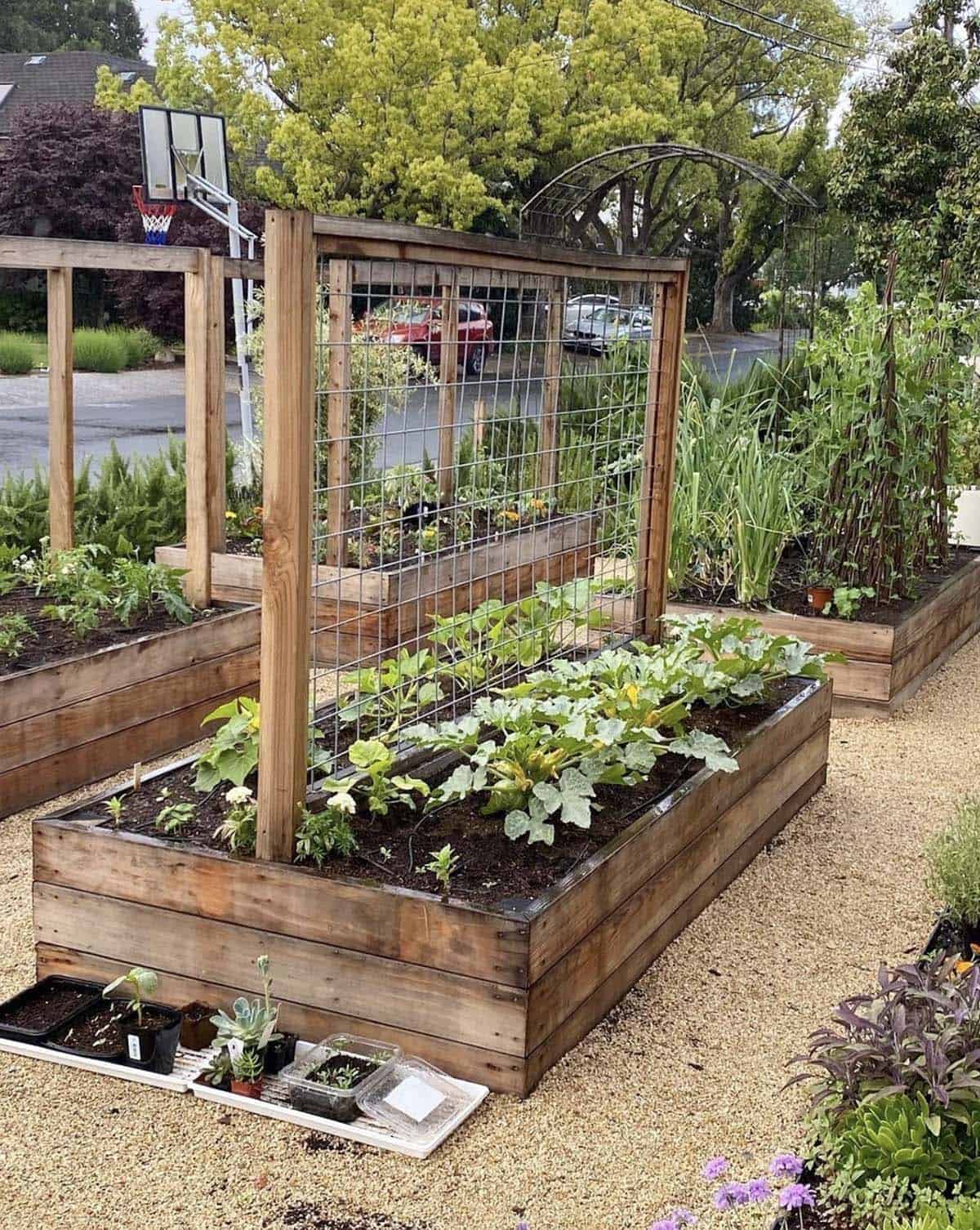 Cedar raised beds with built-in wire trellis panels growing squash and vegetables on a gravel driveway in a California front yard