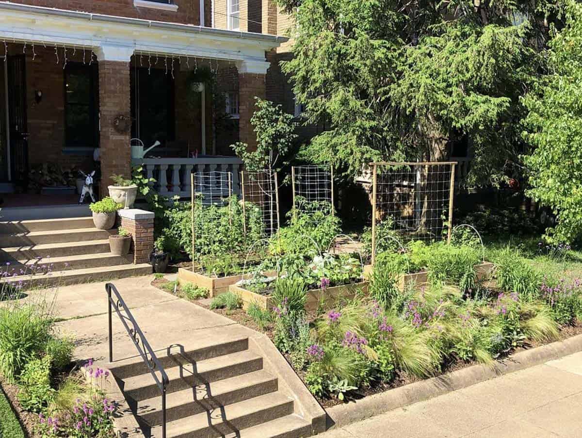 Urban front yard edible garden with cedar raised beds wire trellis panels ornamental grasses and purple verbena in front of a brick townhouse