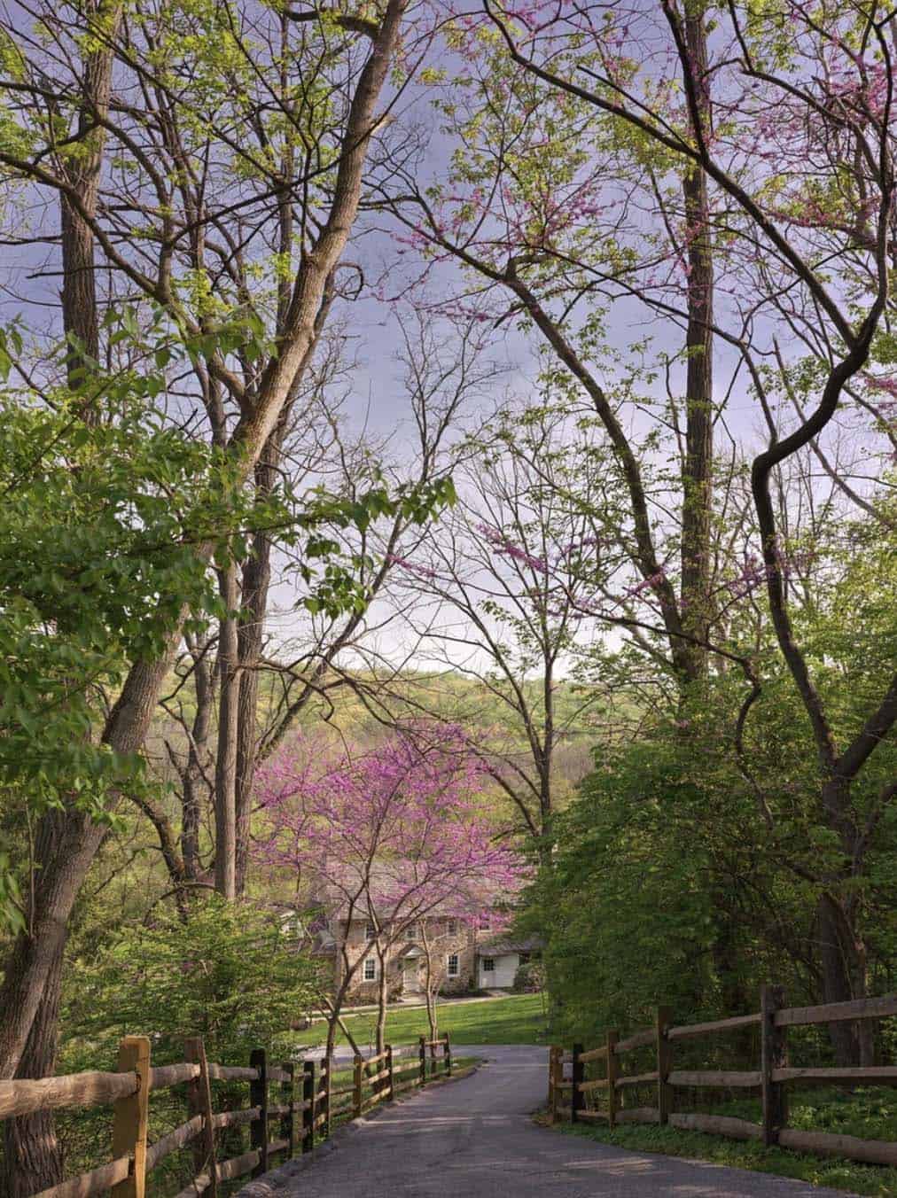Tree-lined driveway with split-rail fence leading to distant stone house, redbuds blooming