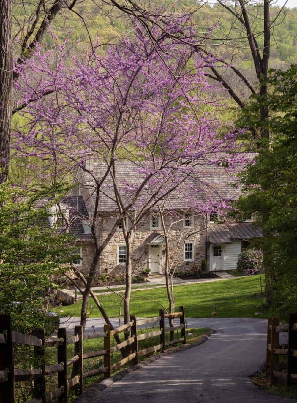 Stone house framed by a blooming pink redbud tree along the driveway