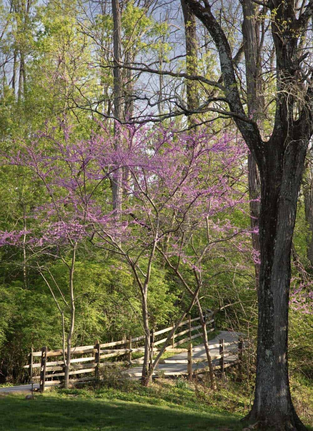 Footbridge over a stream framed by a flowering redbud tree
