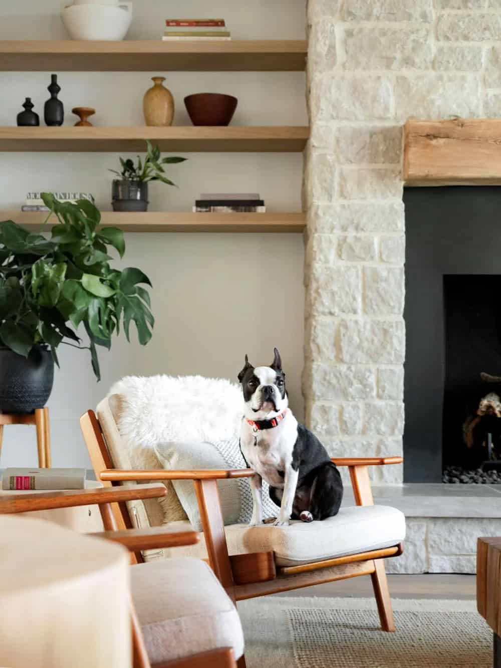 Boston terrier sitting on a mid-century chair beside a stone fireplace and wood shelving 