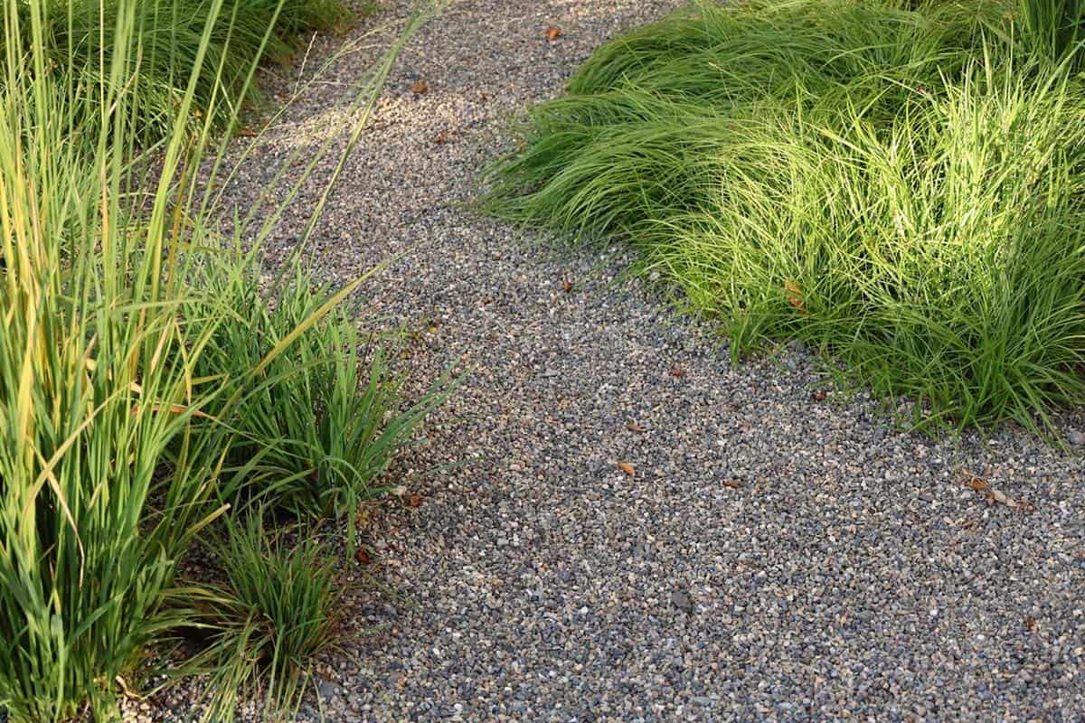 Close-up of gravel garden path edged with low-maintenance native grass plantings