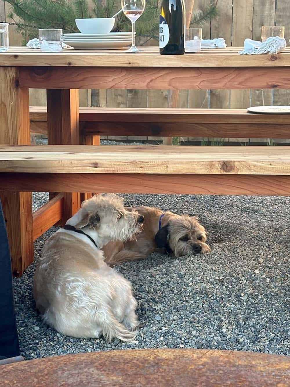 Two dogs resting under an outdoor wood dining table in the backyard gravel garden