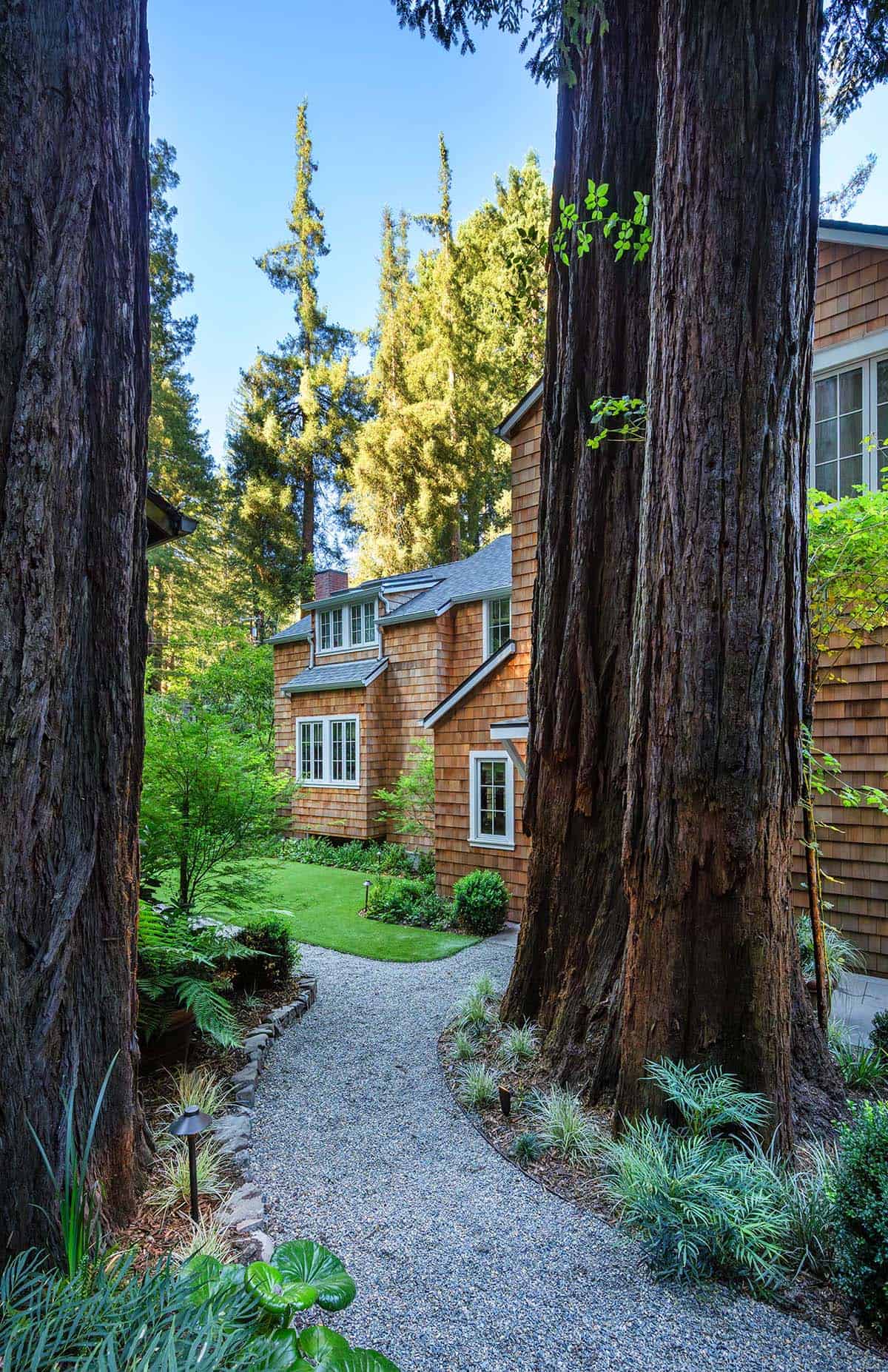 Gravel path winding between towering redwood trunks toward a cedar shingle cottage