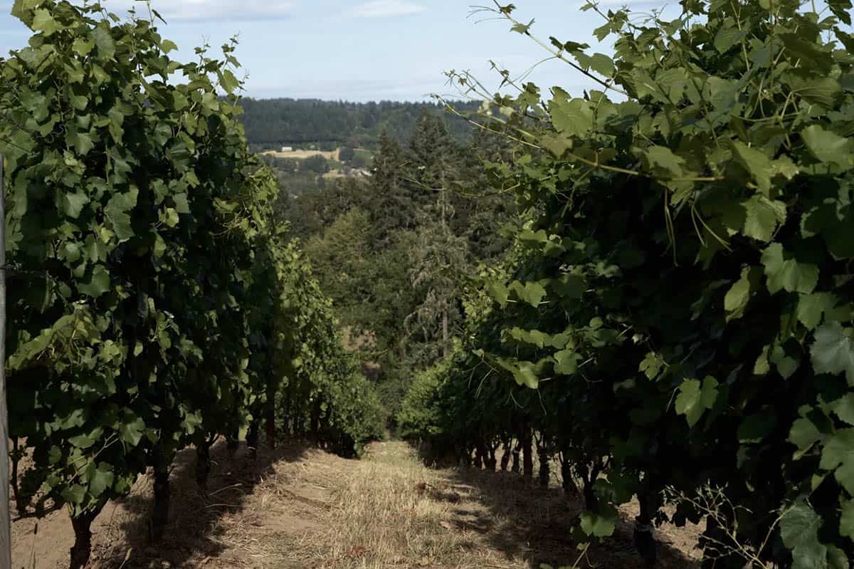  View down a row of grapevines toward forested hills