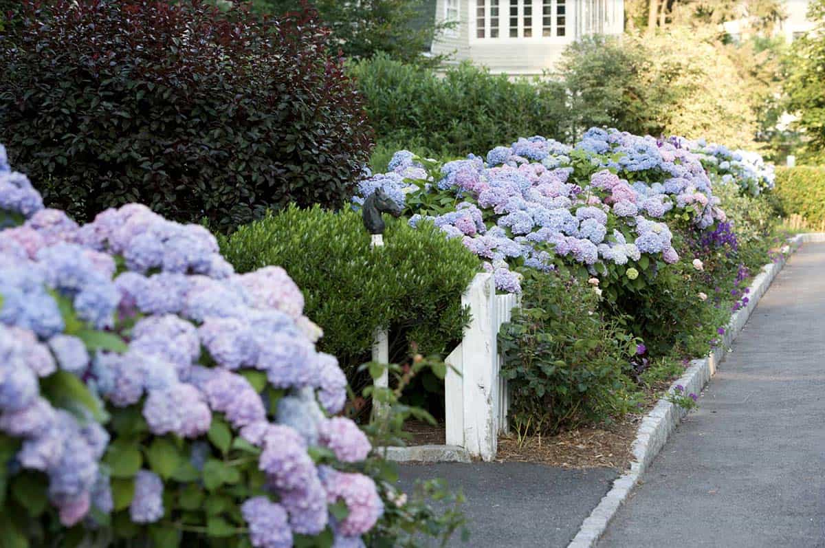 Small front garden lined with a blue and pink hydrangea hedge along a white picket fence