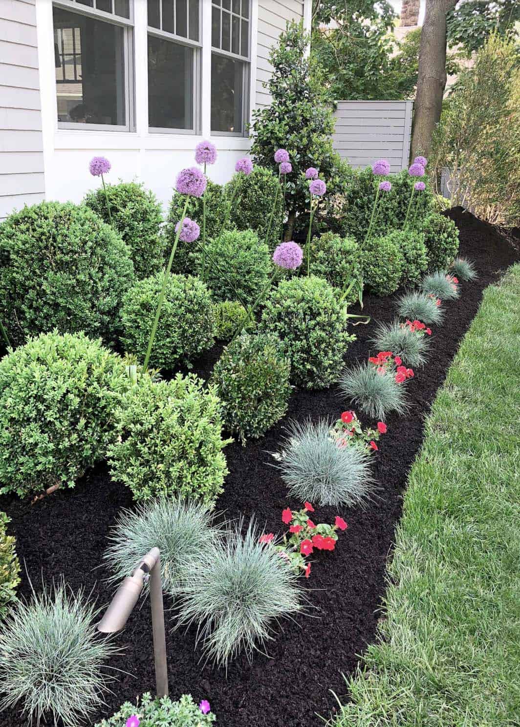 Front garden bed with boxwood spheres, purple allium, and blue fescue grass at a New York home