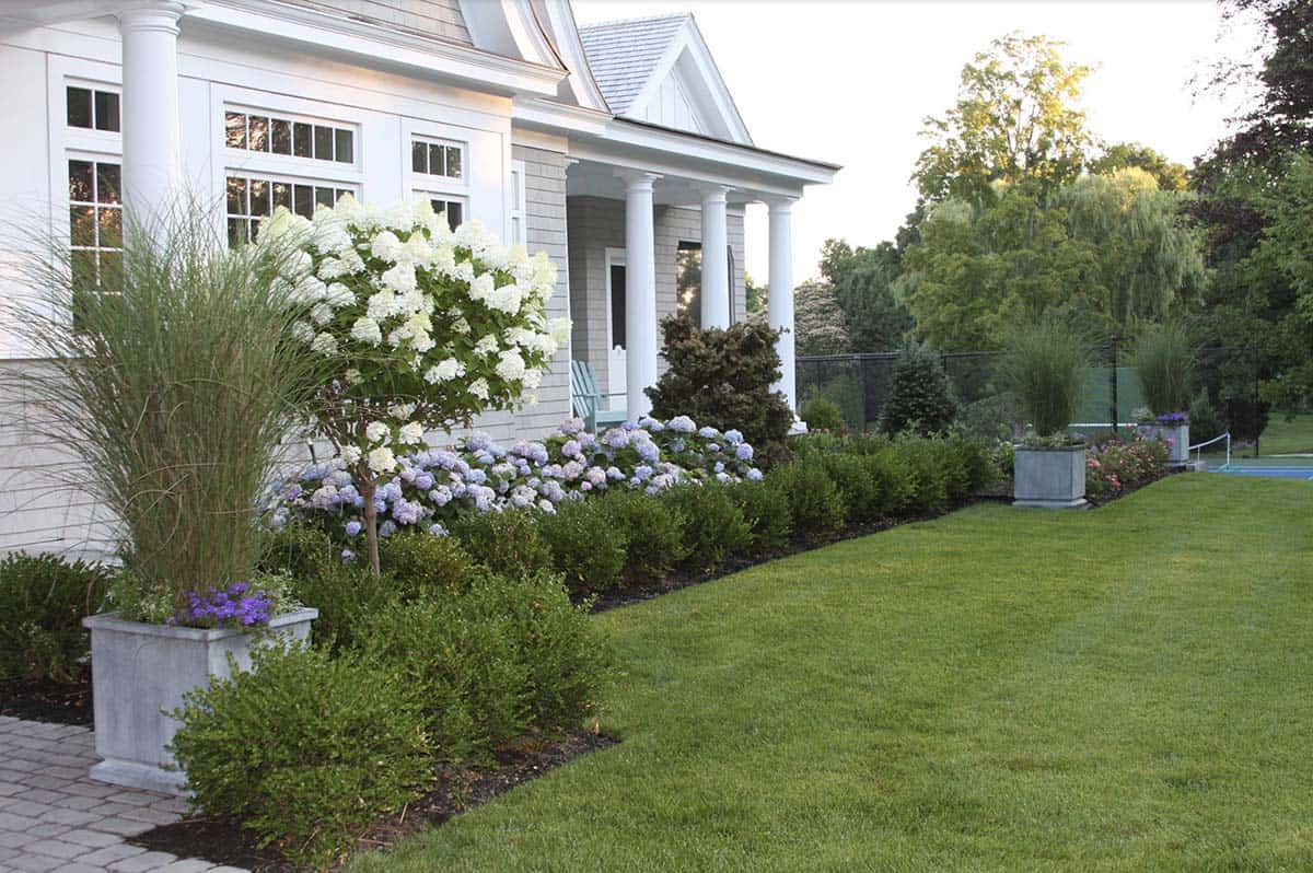 Front entrance garden with boxwood, white and blue hydrangeas, and ornamental grasses at a Hingham, MA home