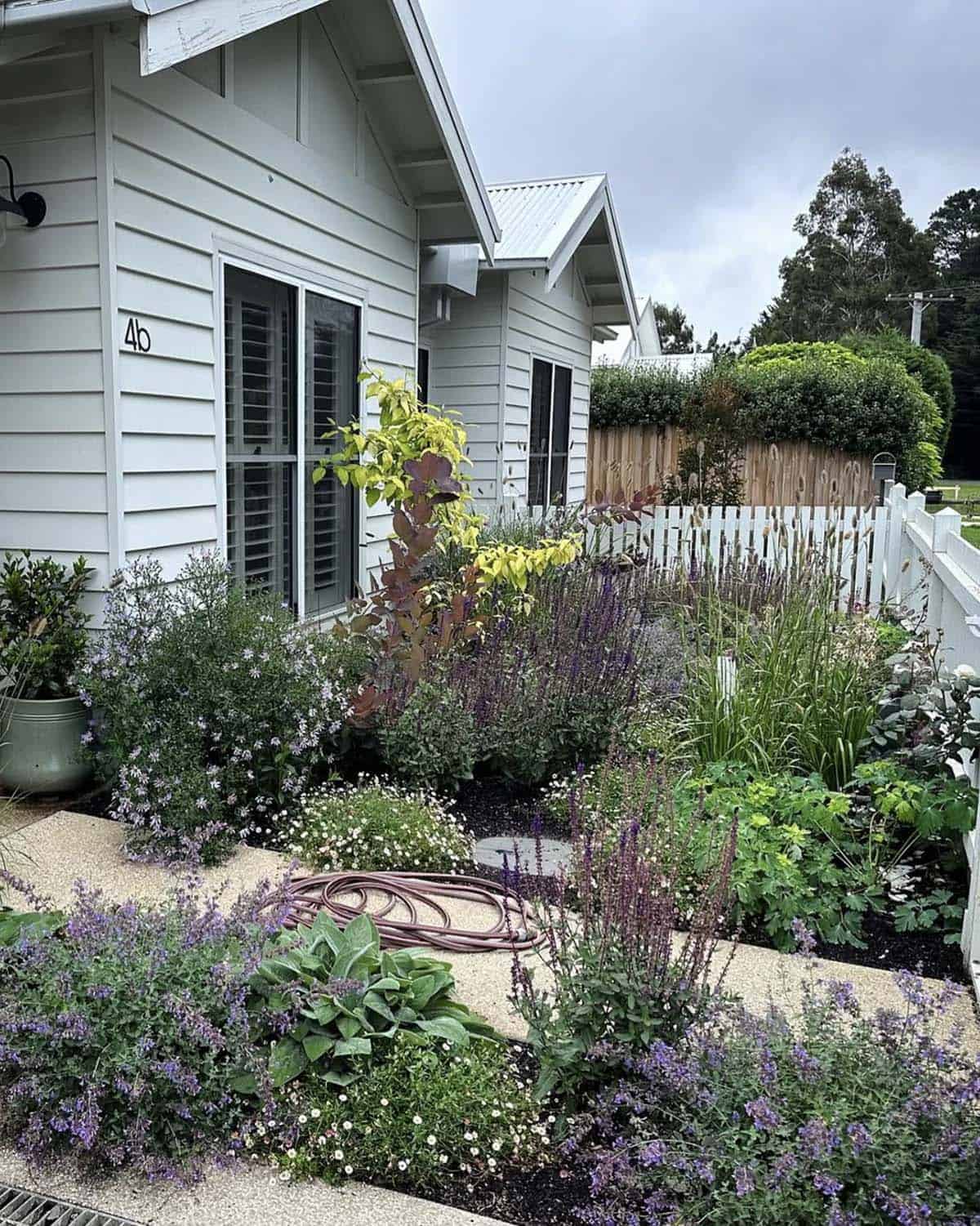 Small cottage front garden with catmint, salvia, and lamb's ear in Woodend, Australia