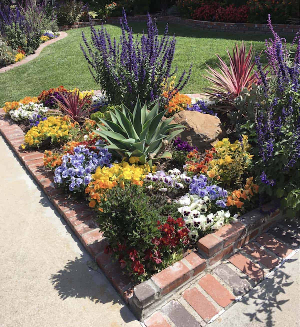 Crescent-shaped drought-tolerant front corner garden with agave, salvia, and colorful pansies