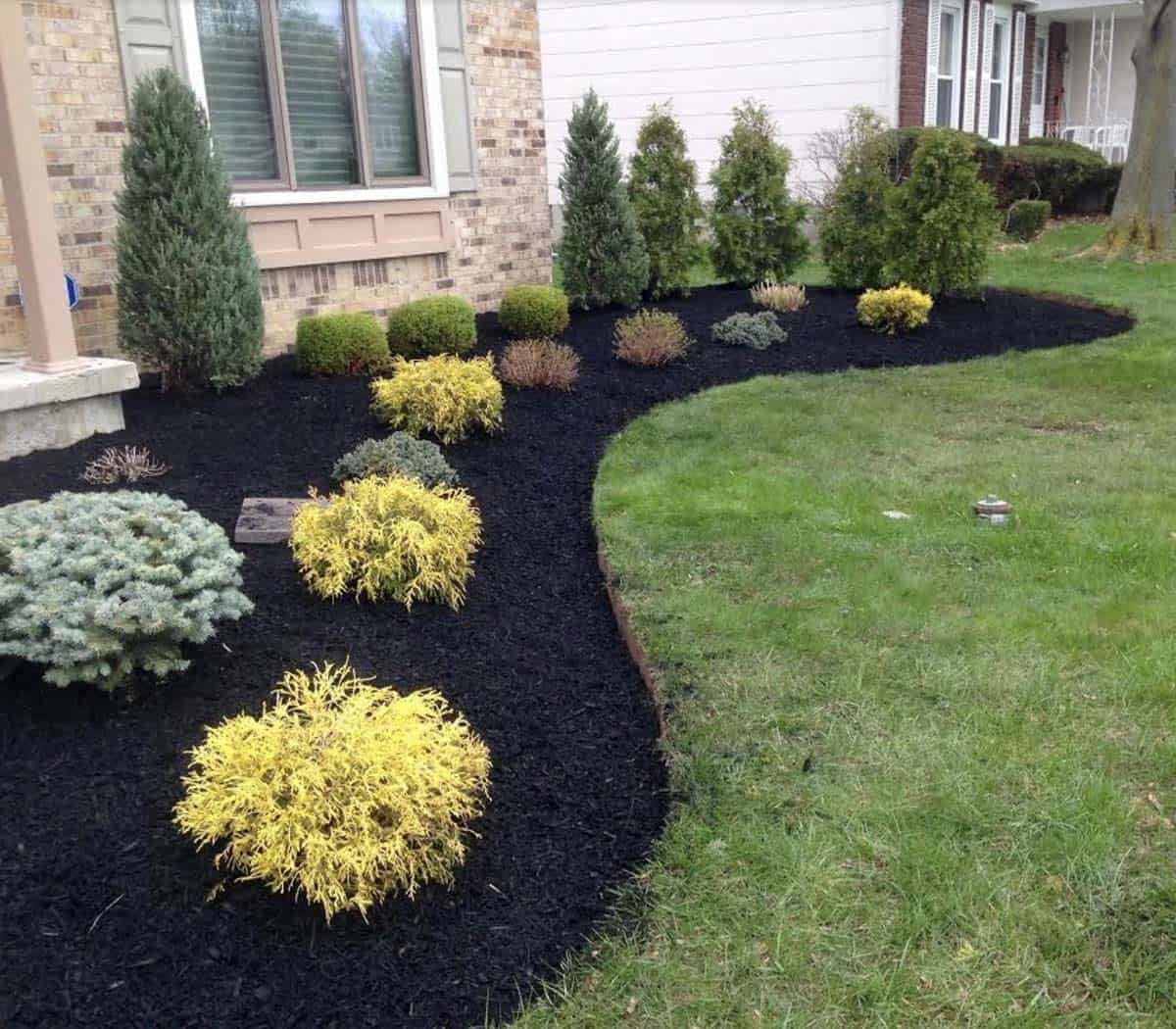 Front garden bed with golden mop cypress, blue juniper, and black mulch in Buffalo, NY