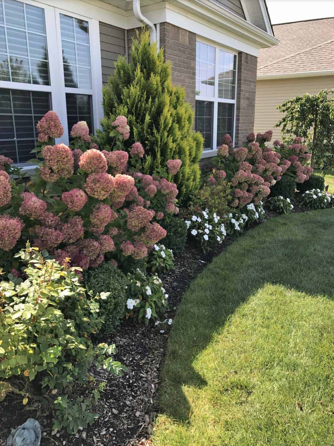 Pink hydrangeas paired with upright arborvitae along a curved front foundation bed
