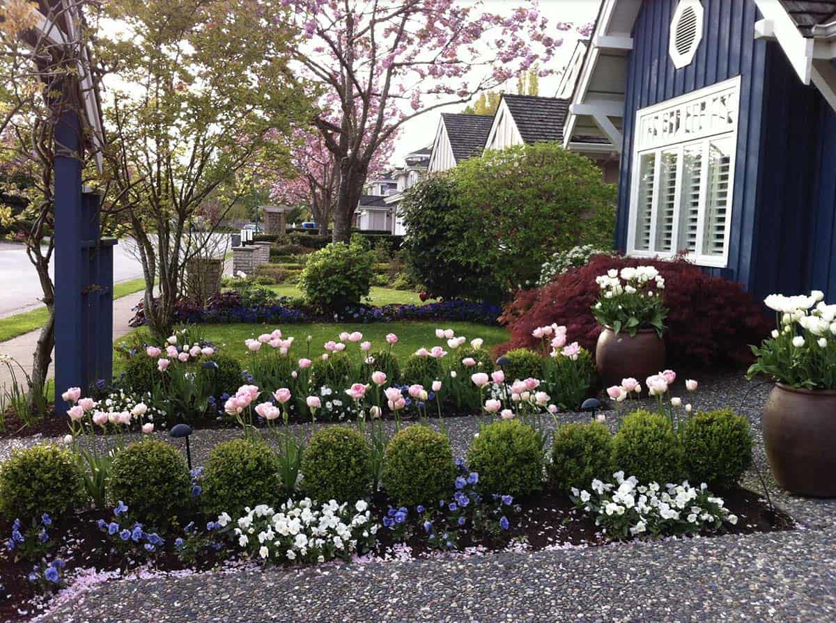 Small front garden with pink tulips, boxwood balls, and potted white tulips by the entry