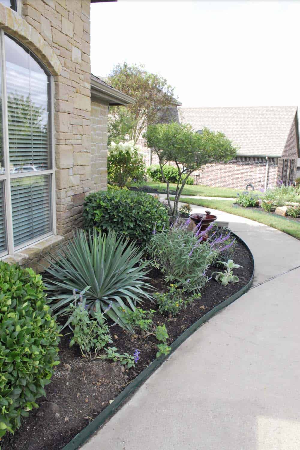 Curved front garden bed with yucca, Russian sage, and boxwood along a concrete walkway