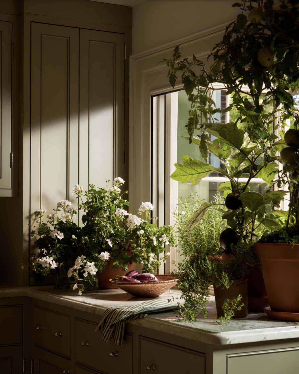 Sunlit counter with potted geraniums and herbs by window