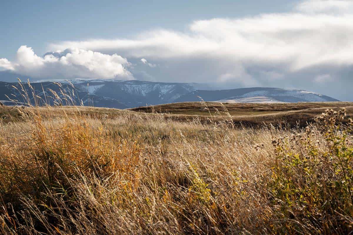 Golden prairie grass with snow-capped mountains in the distance