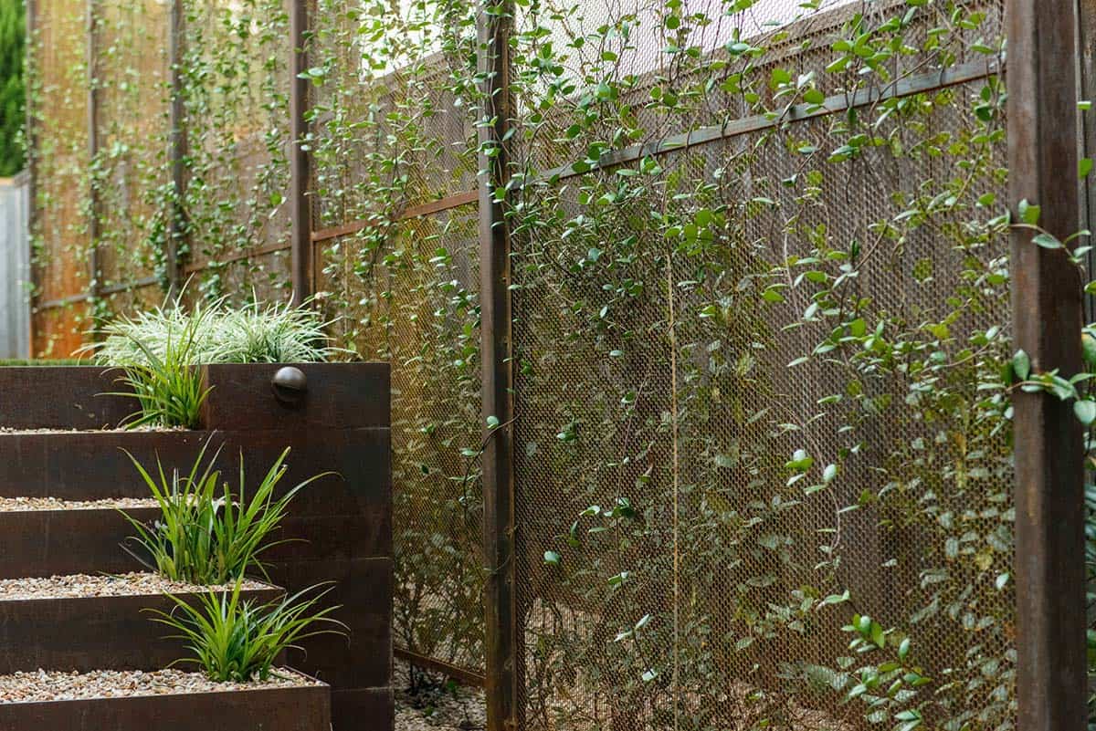 Rusted metal mesh fence covered in climbing vines beside tiered steel garden beds
