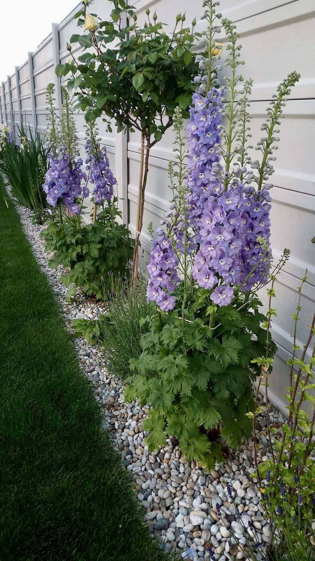 Tall purple delphiniums and standard rose trees planted along a white vinyl fence
