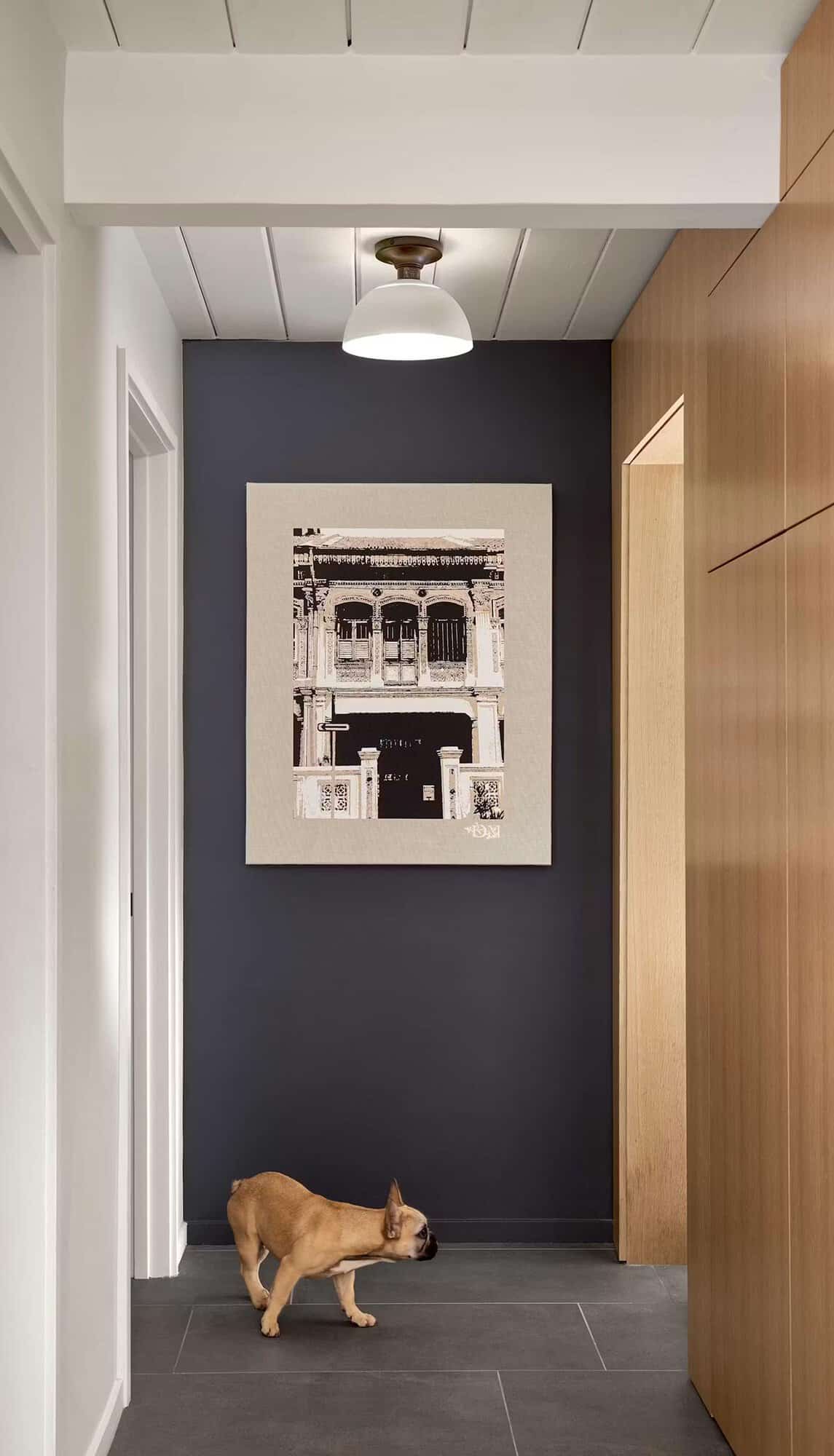 French bulldog walking past framed art on navy blue wall